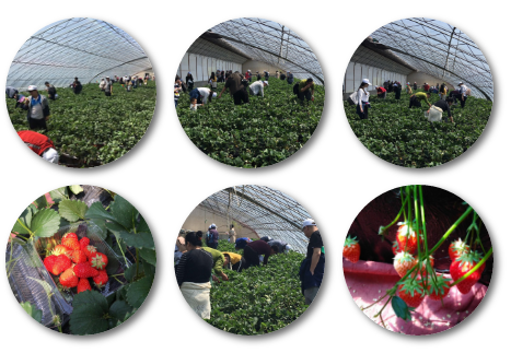 华天与春天有个约定